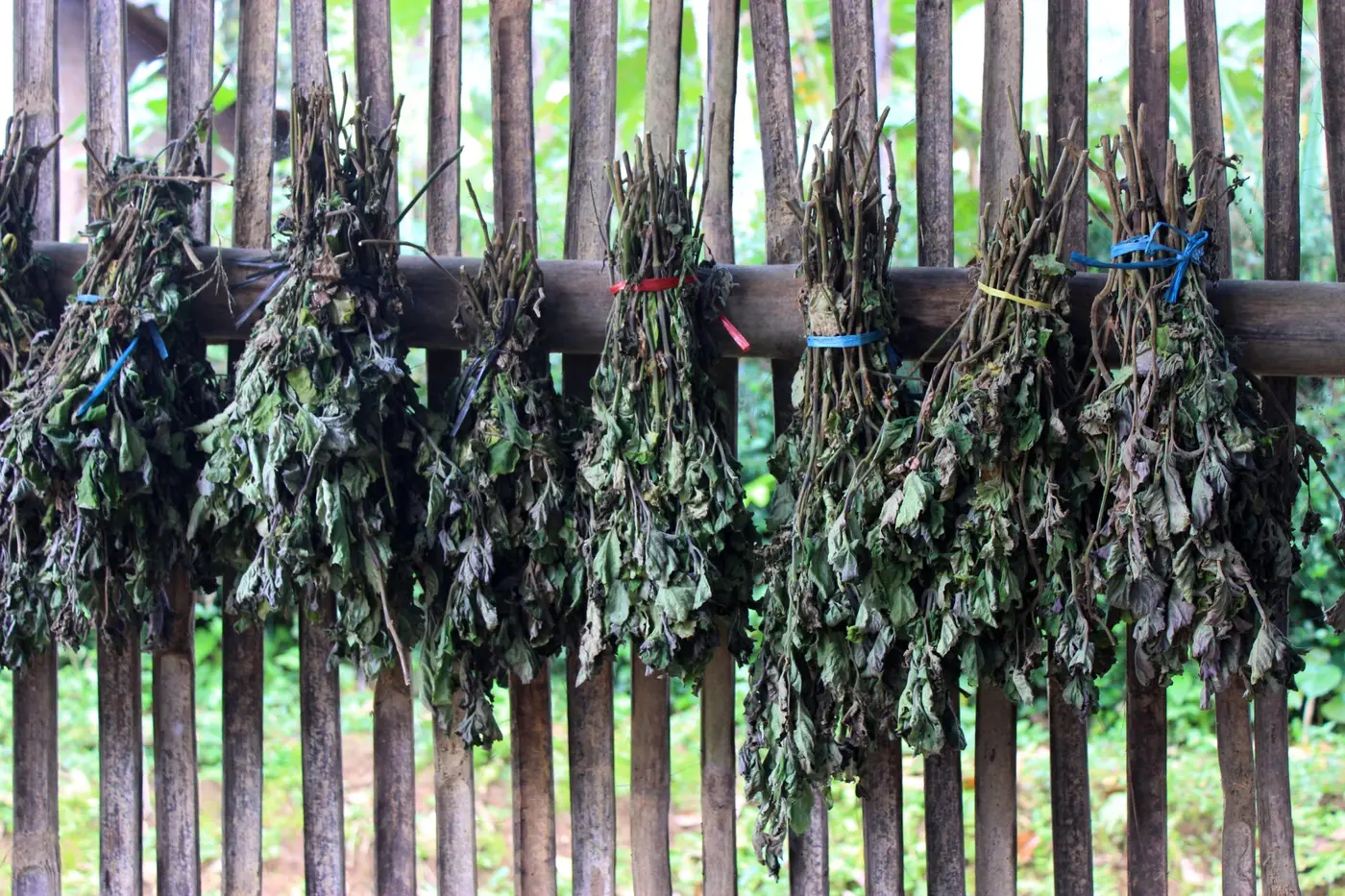 Patchouli bladeren drogen